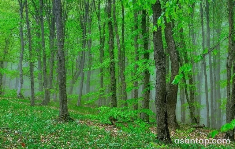 Altıağac Milli Parkı