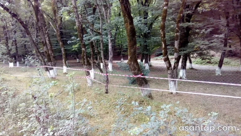 Qəçrəş meşəsi