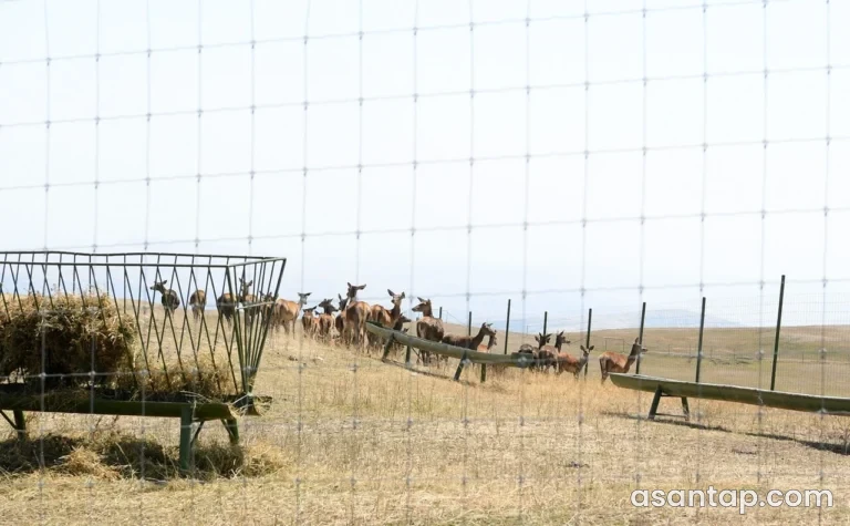 Şamaxı Safari Parkı