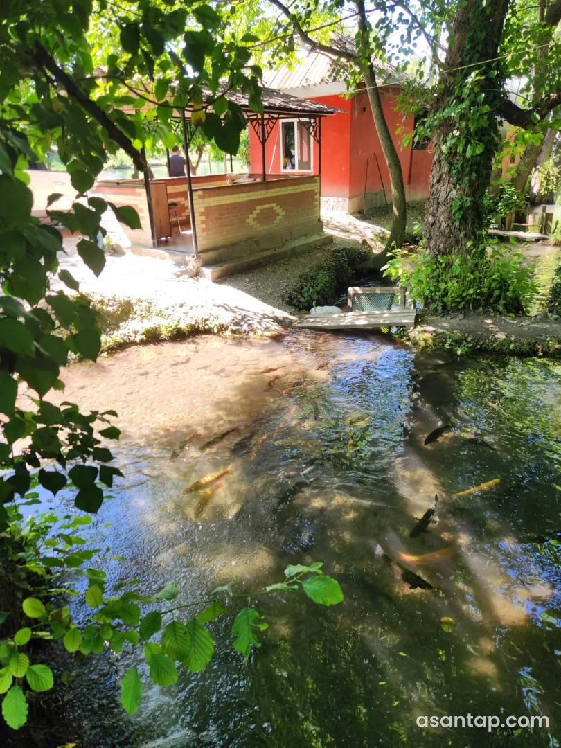 Qax Fishdə su kənarındakı örtülü oturma sahəsi və balıq hovuzu