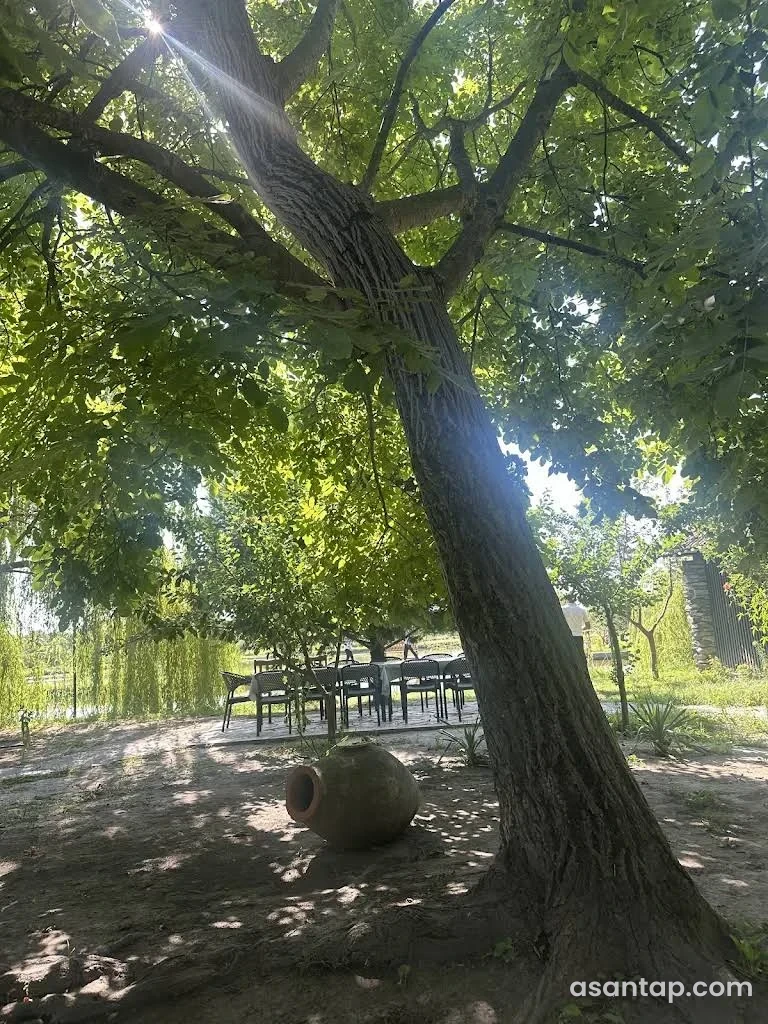 Göl Kənarı Bağda iri ağac, gil küp, açıq hava masaları və gölün yanındakı söyüdlər